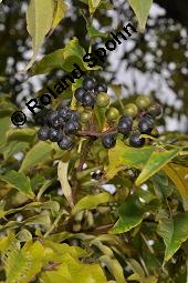Amur-Korkbaum, Amur-Gelbbaum, Phellodendron amurense, Phellodendron amurense, Amur-Korkbaum, Amur-Gelbbaum, Rutaceae, fruchtend Kauf von 02440_phellodendron_amurense_dsc_7885.jpg