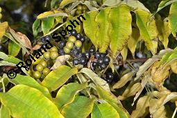 Amur-Korkbaum, Amur-Gelbbaum, Phellodendron amurense, Phellodendron amurense, Amur-Korkbaum, Amur-Gelbbaum, Rutaceae, fruchtend Kauf von 02440_phellodendron_amurense_dsc_7886.jpg