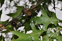 Sumpf-Eiche, Quercus palustris, Fagaceae, Quercus palustris, Sumpf-Eiche, Beblttert Herbstfrbung Kauf von 02500_quercus_palustris_dsc_0375.jpg