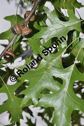 Sumpf-Eiche, Quercus palustris, Fagaceae, Quercus palustris, Sumpf-Eiche, Beblttert Herbstfrbung Kauf von 02500_quercus_palustris_dsc_0376.jpg