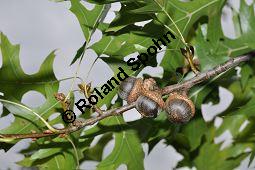 Sumpf-Eiche, Quercus palustris, Fagaceae, Quercus palustris, Sumpf-Eiche, Beblttert Herbstfrbung Kauf von 02500_quercus_palustris_dsc_0377.jpg