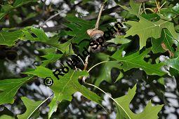 Sumpf-Eiche, Quercus palustris, Fagaceae, Quercus palustris, Sumpf-Eiche, Beblättert Herbstfärbung Kauf von 02500_quercus_palustris_dsc_0378.jpg
