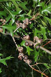 Sumpf-Eiche, Quercus palustris, Fagaceae, Quercus palustris, Sumpf-Eiche, Beblttert Herbstfrbung Kauf von 02500_quercus_palustris_dsc_0379.jpg