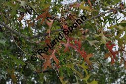 Sumpf-Eiche, Quercus palustris, Fagaceae, Quercus palustris, Sumpf-Eiche, Beblttert Herbstfrbung Kauf von 02500_quercus_palustris_dsc_0382.jpg