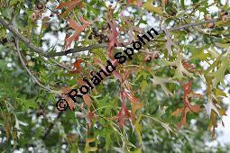 Sumpf-Eiche, Quercus palustris, Fagaceae, Quercus palustris, Sumpf-Eiche, Beblttert Herbstfrbung Kauf von 02500_quercus_palustris_dsc_0383.jpg