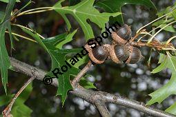 Sumpf-Eiche, Quercus palustris, Fagaceae, Quercus palustris, Sumpf-Eiche, Beblättert Herbstfärbung Kauf von 02500_quercus_palustris_dsc_0384.jpg