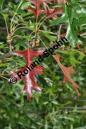 Sumpf-Eiche, Quercus palustris, Fagaceae, Quercus palustris, Sumpf-Eiche, Beblättert Herbstfärbung Kauf von 02500_quercus_palustris_dsc_0385.jpg