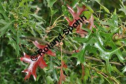 Sumpf-Eiche, Quercus palustris, Fagaceae, Quercus palustris, Sumpf-Eiche, Beblttert Herbstfrbung Kauf von 02500_quercus_palustris_dsc_0387.jpg