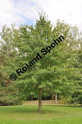 Sumpf-Eiche, Quercus palustris, Fagaceae, Quercus palustris, Sumpf-Eiche, Beblttert Herbstfrbung Kauf von 02500_quercus_palustris_dsc_0389.jpg