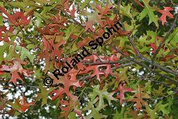 Sumpf-Eiche, Quercus palustris, Fagaceae, Quercus palustris, Sumpf-Eiche, Beblttert Herbstfrbung Kauf von 02500_quercus_palustris_dsc_0396.jpg