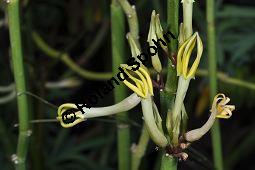 Gabelige Leuchterblume, Ceropegia dichotoma, Asclepiadaceae, Ceropegia dichotoma, Gabelige Leuchterblume, Blhend Kauf von 02590_ceropegia_dichotoma_dsc_0856.jpg