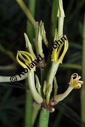 Gabelige Leuchterblume, Ceropegia dichotoma, Asclepiadaceae, Ceropegia dichotoma, Gabelige Leuchterblume, Blhend Kauf von 02590_ceropegia_dichotoma_dsc_0857.jpg