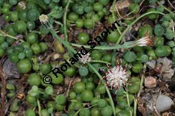 Erbsenpflanze, Senecio rowleyanus, Kleinia rowleyana, Asteraceae, Senecio rowleyanus, Kleinia rowleyana, Erbsenpflanze, Blhend Kauf von 02646_senecio_rowleyanus_dsc_1581.jpg