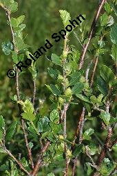 Strauch-Birke, Niedrige Birke, Betula humilis, Betula humilis, Strauch-Birke, Niedrige Birke, Betulaceae, fruchtend Kauf von 02783_betula_humilis_dsc_4599.jpg
