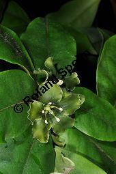 Smaragdblume, Deherainia smaragdina, Theophrastaceae, Deherainia smaragdina, Smaragdblume, Blühend Kauf von 02999_deherainia_smaragdina_dsc_1711.jpg