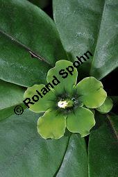 Smaragdblume, Deherainia smaragdina, Theophrastaceae, Deherainia smaragdina, Smaragdblume, Blühend Kauf von 02999_deherainia_smaragdina_dsc_1712.jpg