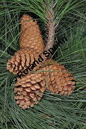 Jeffreys Kiefer, Pinus jeffreyi, Pinaceae, Pinus jeffreyi, Jeffreys Kiefer, fruchtend Kauf von 03248_pinus_jeffreyi_dsc_1654.jpg
