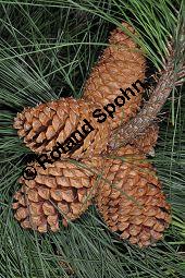 Jeffreys Kiefer, Pinus jeffreyi, Pinaceae, Pinus jeffreyi, Jeffreys Kiefer, fruchtend Kauf von 03248_pinus_jeffreyi_dsc_1655.jpg