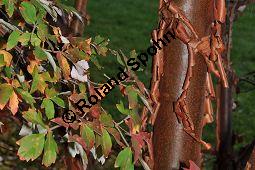 Zimt-Ahorn, Papierrinden-Ahorn, Acer griseum, Aceraceae, Acer griseum, Zimt-Ahorn, Papierrinden-Ahorn, Rinde Kauf von 03318_acer_griseum_dsc_1058.jpg