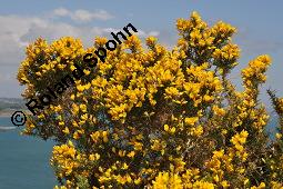 Gewhnlicher Stechginster, Ulex europaeus, Ulex europaeus, Gewhnlicher Stechginster, Fabaceae, Habitat Kauf von 03379_ulex_europaeus_dsc_0623.jpg