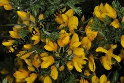 Gewhnlicher Stechginster, Ulex europaeus, Ulex europaeus, Gewhnlicher Stechginster, Fabaceae, Habitat Kauf von 03379_ulex_europaeus_dsc_0625.jpg