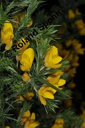 Gewhnlicher Stechginster, Ulex europaeus, Ulex europaeus, Gewhnlicher Stechginster, Fabaceae, Habitat Kauf von 03379_ulex_europaeus_dsc_0627.jpg