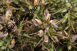 Gewhnlicher Stechginster, Ulex europaeus, Ulex europaeus, Gewhnlicher Stechginster, Fabaceae, Habitat Kauf von 03379_ulex_europaeus_dsc_0634.jpg