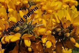 Gewhnlicher Stechginster, Ulex europaeus, Ulex europaeus, Gewhnlicher Stechginster, Fabaceae, Habitat Kauf von 03379_ulex_europaeus_dsc_0644.jpg