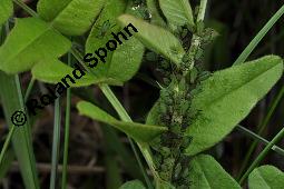 Zaun-Wicke, Vicia sepium, Vicia sepium, Zaun-Wicke, Fabaceae, mit Ameisen Kauf von 03428_vicia_sepium_dsc_7460.jpg