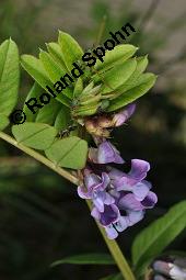 Zaun-Wicke, Vicia sepium, Vicia sepium, Zaun-Wicke, Fabaceae, mit Ameisen Kauf von 03428_vicia_sepium_dsc_7464.jpg