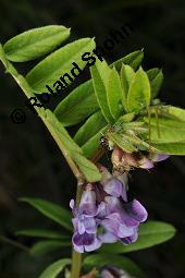 Zaun-Wicke, Vicia sepium, Vicia sepium, Zaun-Wicke, Fabaceae, mit Ameisen Kauf von 03428_vicia_sepium_dsc_7468.jpg