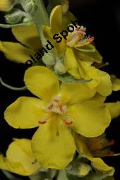 Kleinbltige Knigskerze, Verbascum thapsus, Verbascum thapsus, Kleinbltiger Knigskerze, Scrophulariaceae, Blhend Kauf von 03540_verbascum_thapsus_dsc_4644.jpg