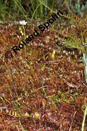 Langblttriger Sonnentau, Englischer Sonnentau, Drosera anglica, Drosera longifolia, Drosera anglica, Drosera longifolia, Langblttriger Sonnentau, Englischer Sonnentau, Droseraceae, Blhend Kauf von 03808_drosera_anglica_dsc_2671.jpg