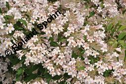 Kolkwitzie, Kolkwitzia amabilis, Kolkwitzia amabilis, Kolkwitzie, Caprifoliaceae, Habitus blhend Kauf von 04126_kolkwitzia_amabilis_dsc_4132.jpg
