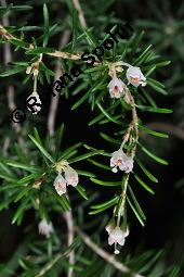 Baum-Heide, Bruyere, Erica arborea, Erica arborea, Baum-Heide, Bruyere, Ericaceae, Blhend Kauf von 04460_erica_arborea_dsc_8415.jpg