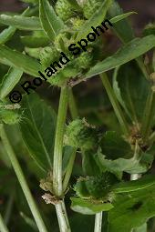 Einjhriges Bingelkraut, Mercurialis annua, Mercurialis annua, Einjhriges Bingelkraut, Euphorbiaceae, fruchtend Kauf von 04476_mercurialis_annua_dsc_4111.jpg