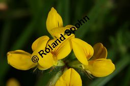 Sumpf-Hornklee, Lotus uliginosus, Lotus pedunculatus Kauf von 05006_lotus_uliginosus_img_3261.jpg