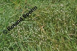 Gras-Sternmiere, Stellaria graminea, Blatt kreuzgegenstndig, Blattstellung kreuzgegenstndig Kauf von 05007_stellaria_graminea_dsc_6217.jpg