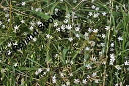 Gras-Sternmiere, Stellaria graminea, Blatt kreuzgegenstndig, Blattstellung kreuzgegenstndig Kauf von 05007_stellaria_graminea_dsc_6219.jpg