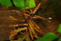 Afrikanische Amannie, Kleine Cognacpflanze, Ammannia senegalensis Kauf von 05044_ammannia_senegalensis_img_1118.jpg