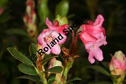 Bewimperte Alpenrose, Bewimperte Alpenrose, Rhododendron hirsutum Kauf von 05081_rhododendron_hirsutum_img_8457.jpg