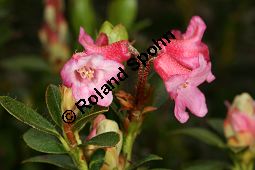 Bewimperte Alpenrose, Bewimperte Alpenrose, Rhododendron hirsutum Kauf von 05081_rhododendron_hirsutum_img_8458.jpg