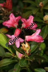 Bewimperte Alpenrose, Bewimperte Alpenrose, Rhododendron hirsutum Kauf von 05081_rhododendron_hirsutum_img_8459.jpg