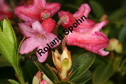 Bewimperte Alpenrose, Bewimperte Alpenrose, Rhododendron hirsutum Kauf von 05081_rhododendron_hirsutum_img_8460.jpg