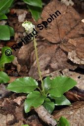 Birngrn, Orthilia secunda, Pyrolaceae, Orthilia secunda, Pyrola secunda, Birngrn, Nickendes Wintergrn, Bltenstand Kauf von 05092_orthilia_secunda_dsc_2494.jpg