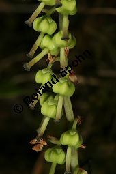 Birngrn, Orthilia secunda, Pyrolaceae, Orthilia secunda, Pyrola secunda, Birngrn, Nickendes Wintergrn, Bltenstand Kauf von 05092_orthilia_secunda_img_0660.jpg