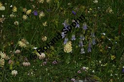 Brtige Glockenblume, Campanula barbata, Campanulaceae, Campanula barbata, Brtige Glockenblume, Habitat, mit Anthyllis vulneraria ssp. valesiaca (Walliser Wundklee) Kauf von 05101campanula_barbataimg_3336.jpg