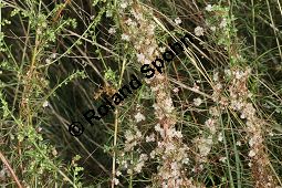 Thymian-Seide, Quendel-Seide, Cuscuta epithymum  auf Feld-Beifu, Artemisia campestris Kauf von 05154_cuscuta_epithymum_img_9349.jpg