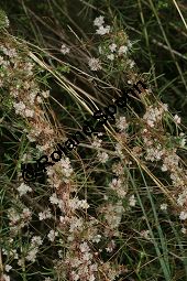 Thymian-Seide, Quendel-Seide, Cuscuta epithymum  auf Feld-Beifu, Artemisia campestris Kauf von 05154_cuscuta_epithymum_img_9350.jpg