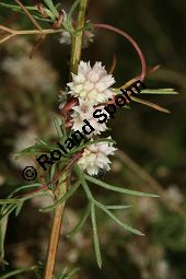 Thymian-Seide, Quendel-Seide, Cuscuta epithymum  auf Feld-Beifu, Artemisia campestris Kauf von 05154_cuscuta_epithymum_img_9352.jpg
